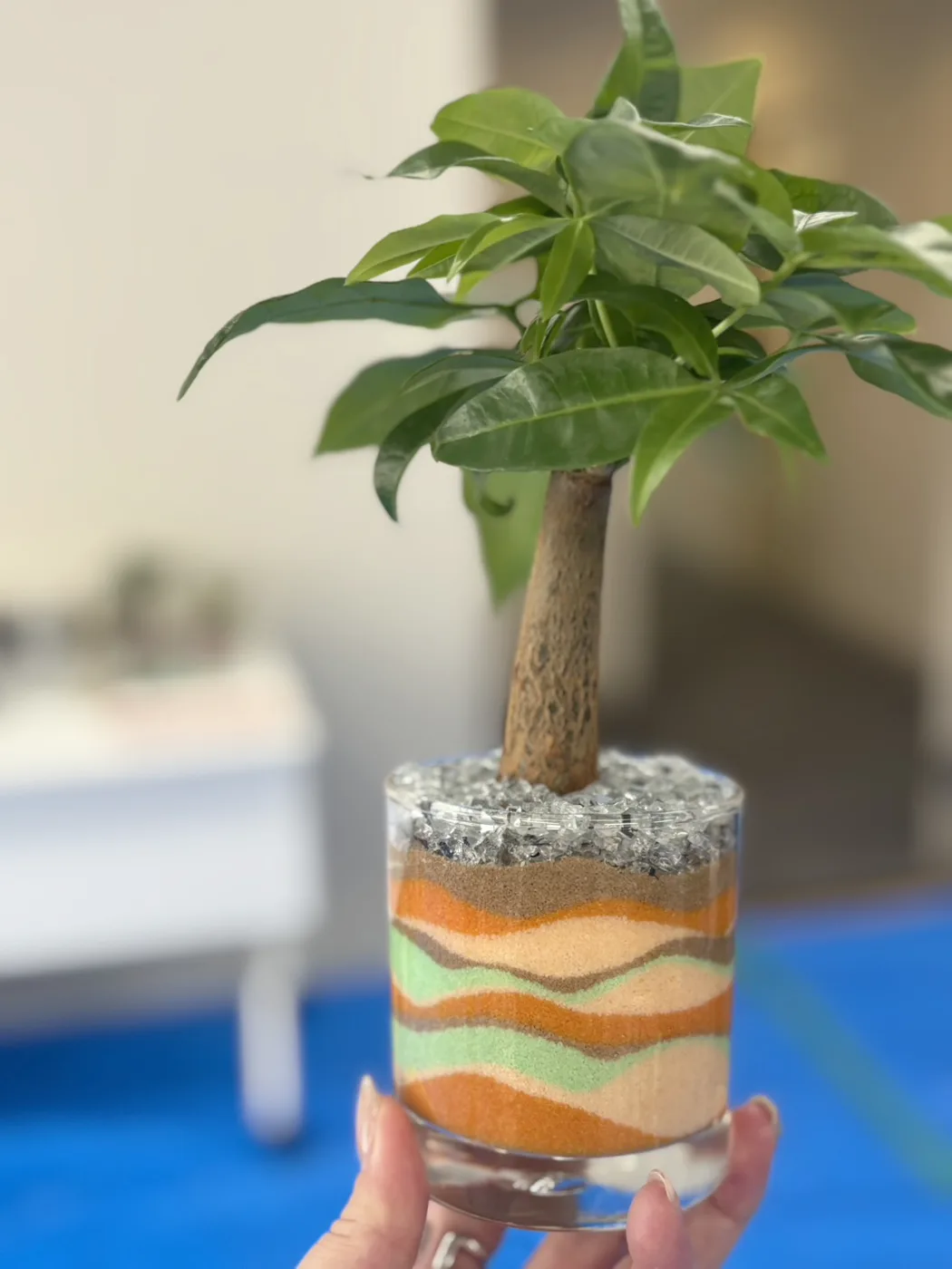 観葉植物パキラを植えたサンドアートの鉢（企業社内イベント）