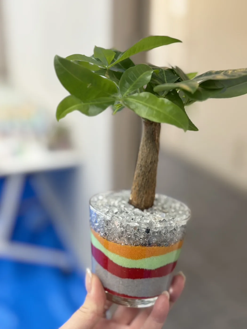 サボテンを植えたサンドアートの鉢